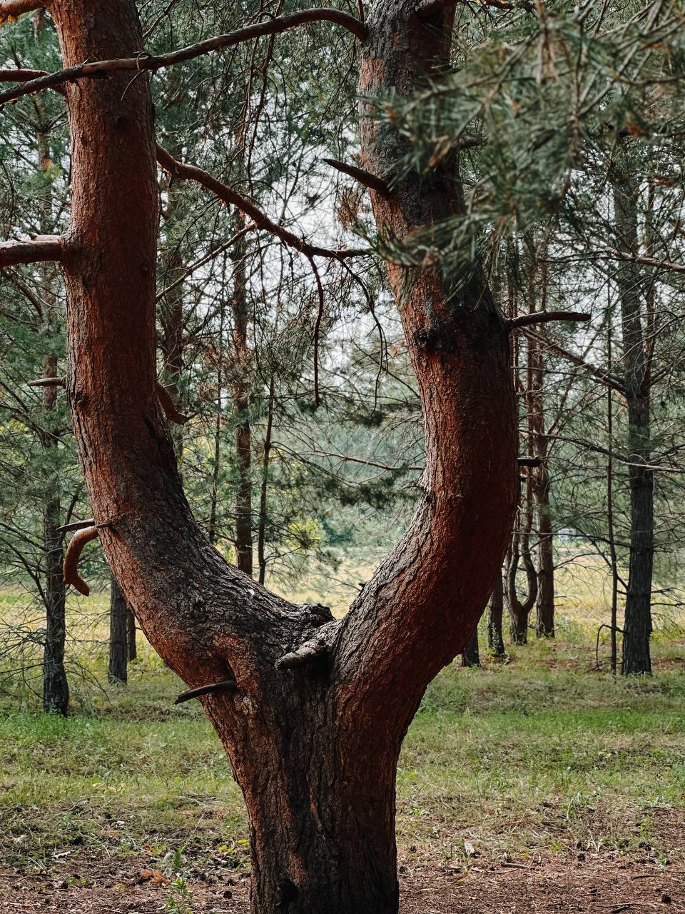 Дендропарк Тольятти