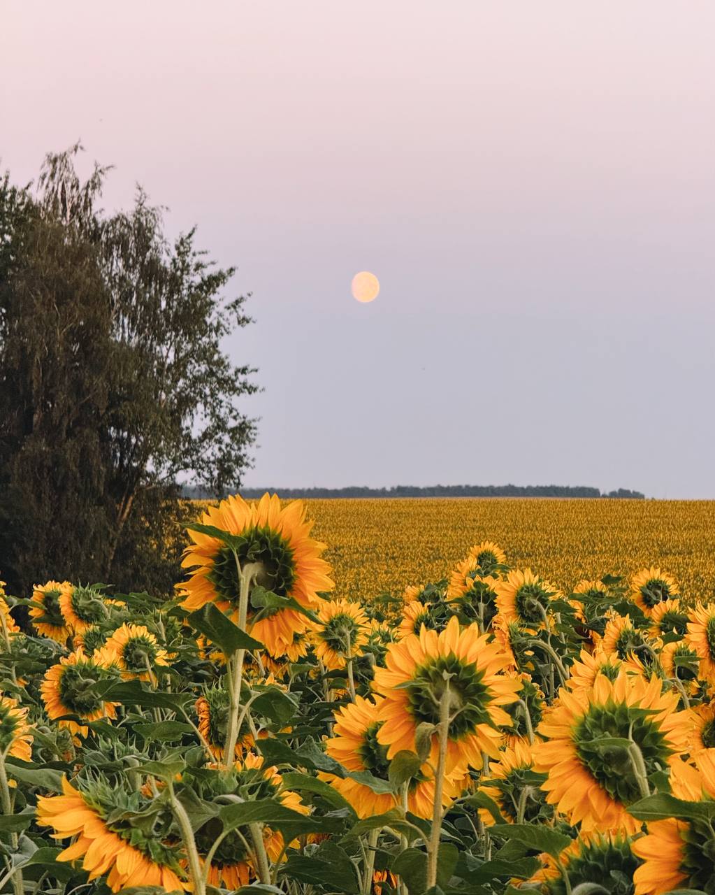 Село Крапивна