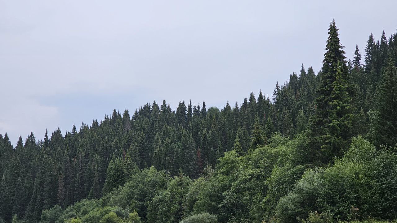 Река Койва